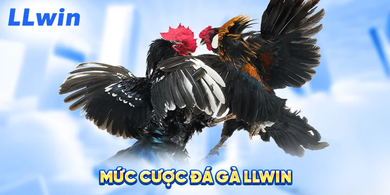 Mức Cược Đá Gà LLWIN